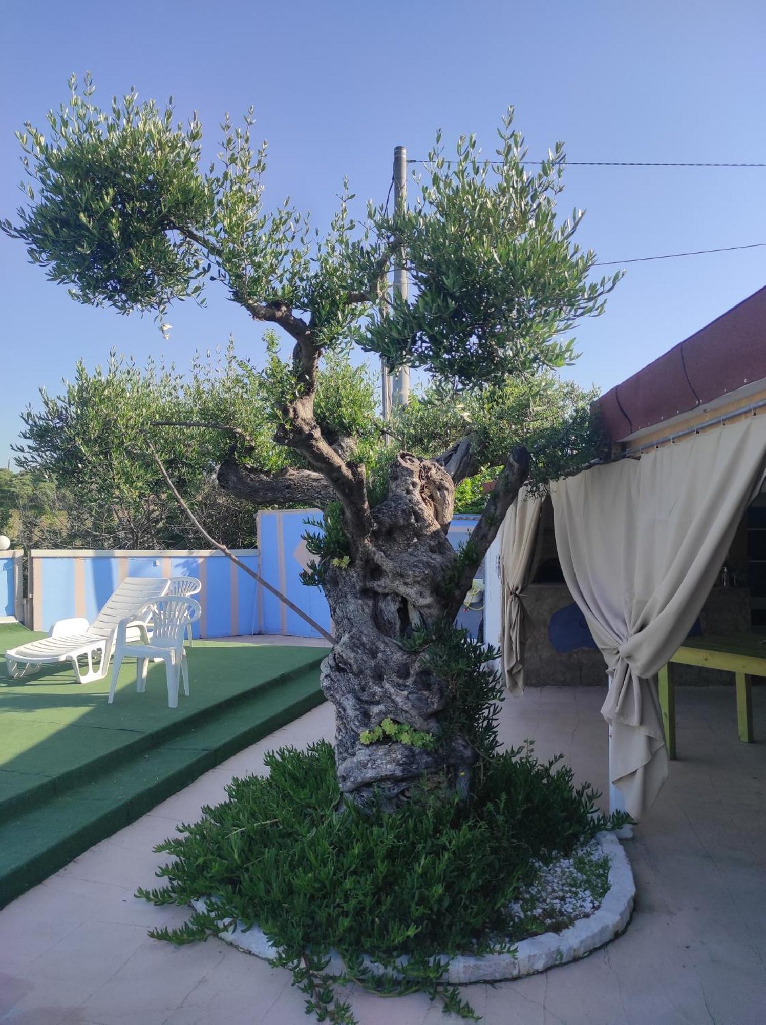 B&B Gli Amici Del Tubarello Розето дели Абруци Екстериор снимка